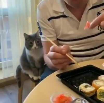 The cat wants sushi