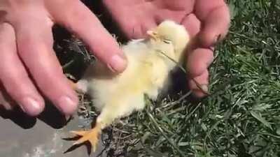 Cute chick falls asleep getting a belly rub