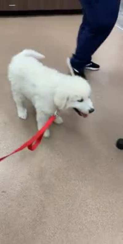 Great Pyrenees puppies at work today!