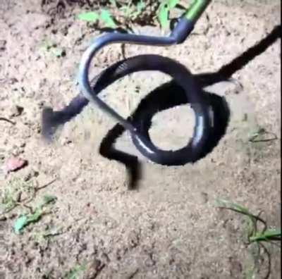 🔥 Strike speed of a viper mole