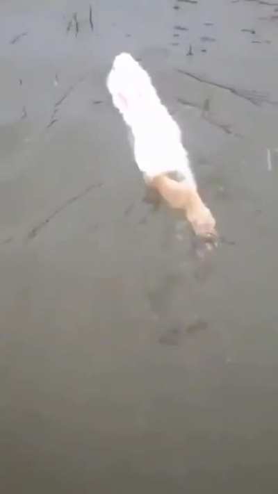 Swimming rabbit