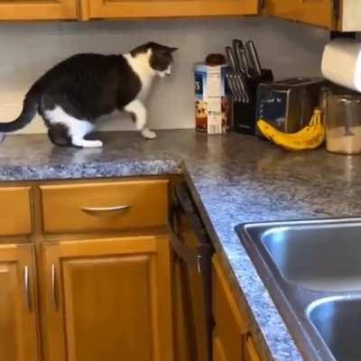 Epic Battle of Cat & Banana