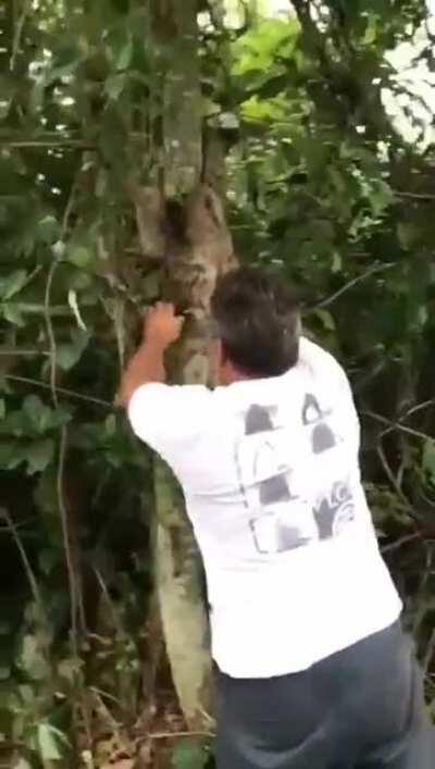 Grateful Sloth Waves and Smiles Back at Man Who Saved Him from Traffic During Rush Hour