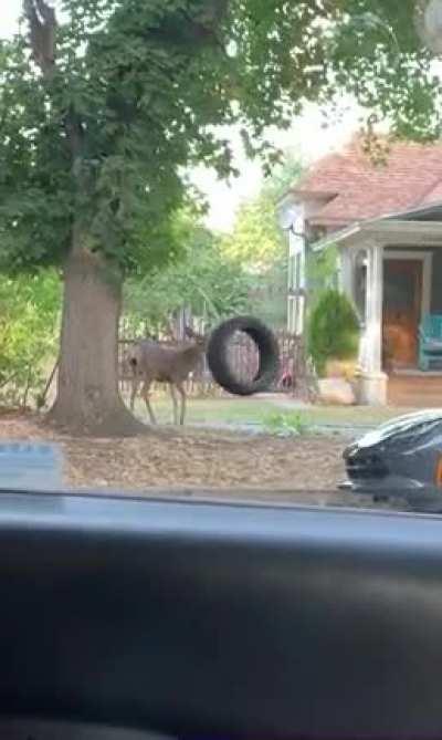 Deer fights tire swing.