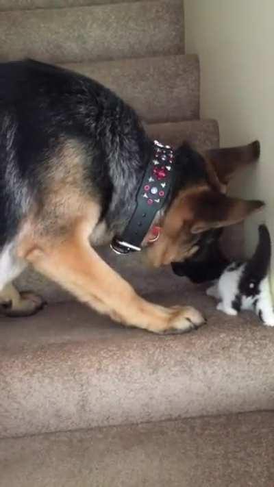 pupper helps kitty up the stairs