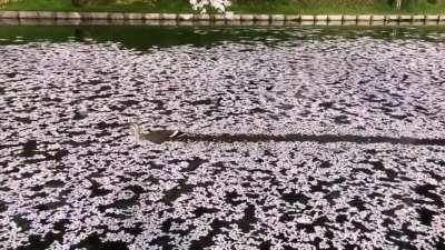 Duck swimming through cherry blossoms