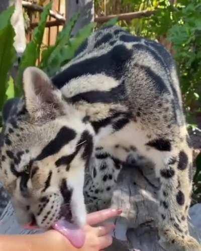 Котик
