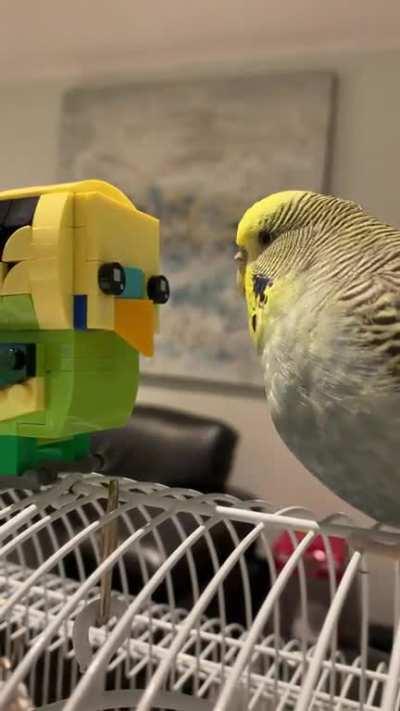 Birb to Bric communication