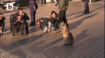 This dog at the ceremonial commemoration of the Bulgarian parliament