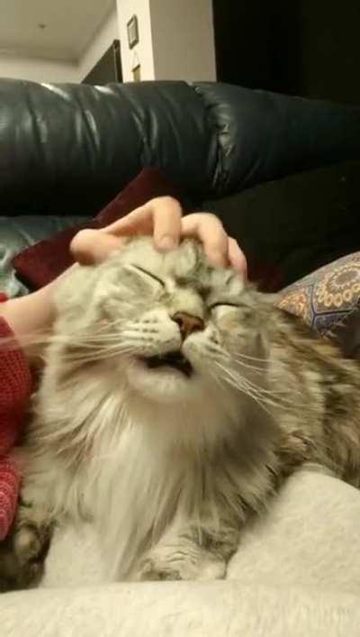 Our big girl loves a good head scratch
