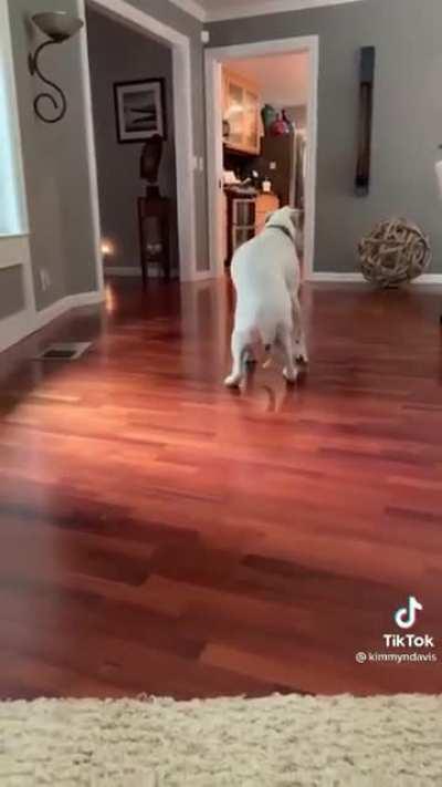 Ever seen a dog doing moonwalk?