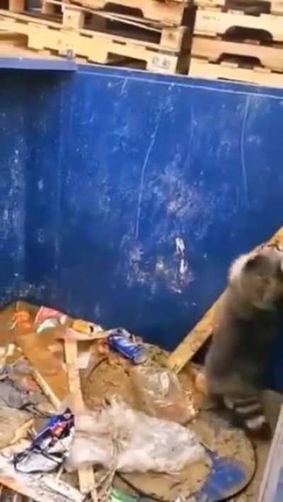 Raccoon using a plank to escape a garbage container