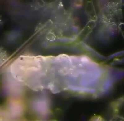 🔥 Microscopic tardigrade walking through algae