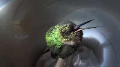 Ever seen a hummingbird snore?