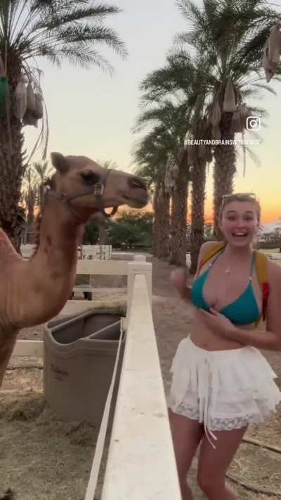 Humhrey is a lucky camel