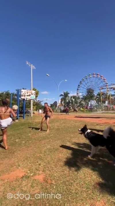 Border Collie playing footvolley in Brazil