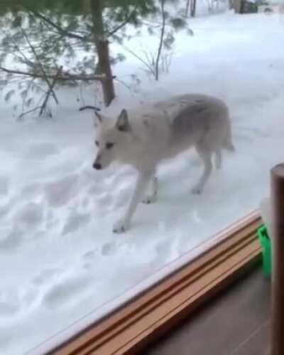 🔥 Wolf pack wandering near cabin in Quebec 🔥