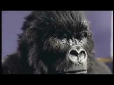 6.2 million was spent on this amazing Cadbury Gorilla advertisement. It was very successful.