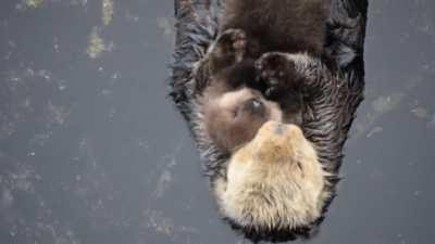 1 day old sea otter trying to sleep on mom