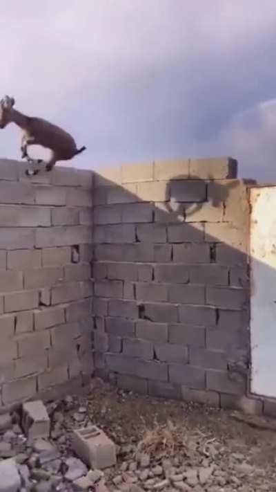 Goats can climb walls without hesitation