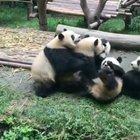 Pandas struggling even more than usual