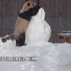 Panda playing in snow