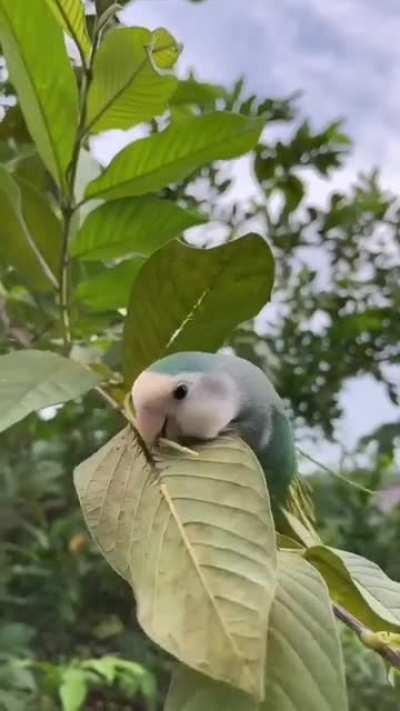 🔥 This bird collecting branches to build a nest.