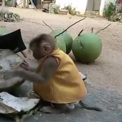 Cute little monkey acts like a little person