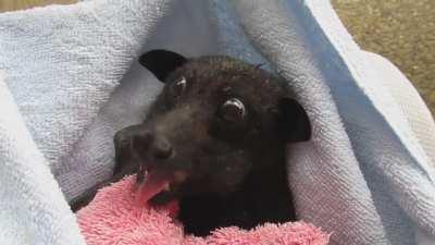 Baby bat eating a banana