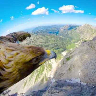 🔥 this Golden Eagle flying through the Alps is sponsored by RedBull