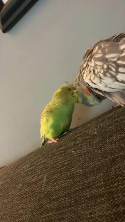 It took a while but my parakeet finally bonded to my cockatiel