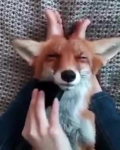 Brushing a fox