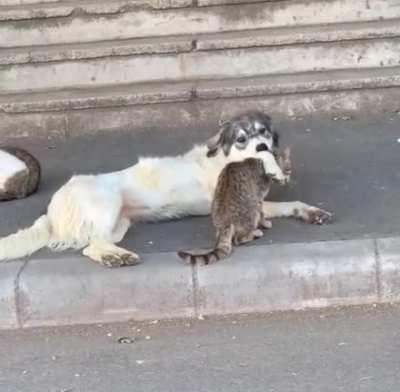 Stray dog and cat in Romania.