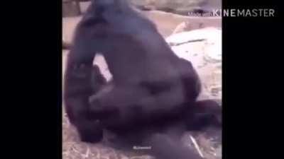 OAOAOAOAOAOA GORILLA PUMPING