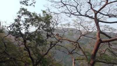 Chimpanzee Catches A Colobus Monkey And Eats It