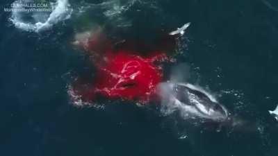 Orca rips the tongue out of a GrayWhale