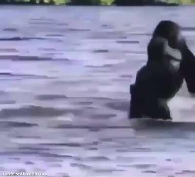 Gorilla 🦍 vs Cold water