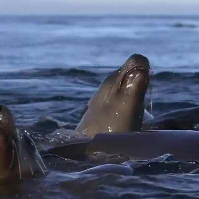 🔥 Anyone else wants to pet these sea lions / sea doggos?