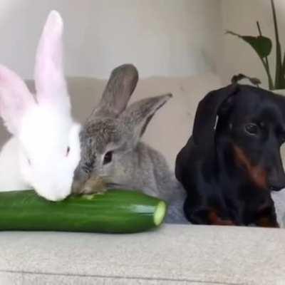 Dog invited to vegeterian dinner party