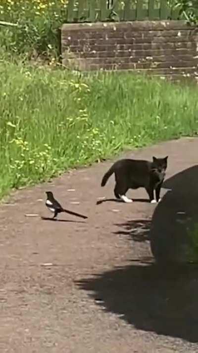 Cat Vs Sh*t kind of Magpie