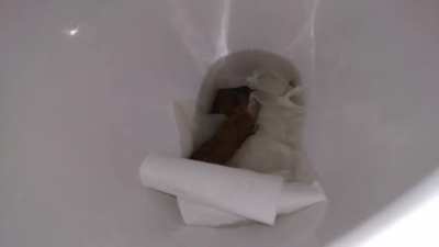 Turd in a public toilet 