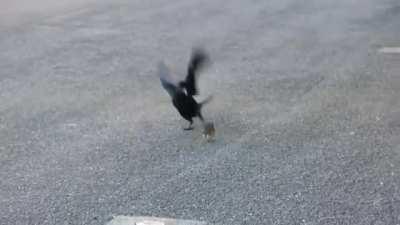 A Crow and A Rat