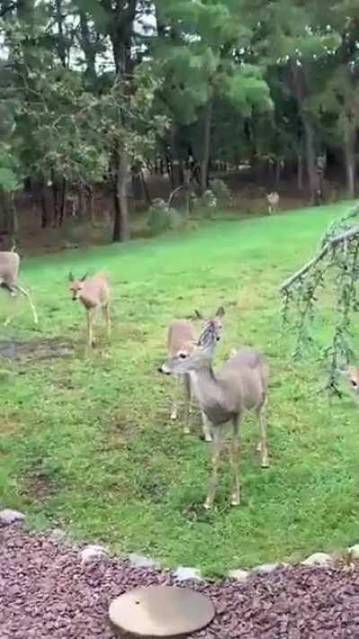 Herd of deer came to say hello