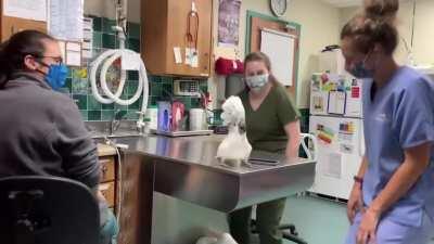 Meet Sydney, a male umbrella cockatoo socializing with Vet Hospital Staff