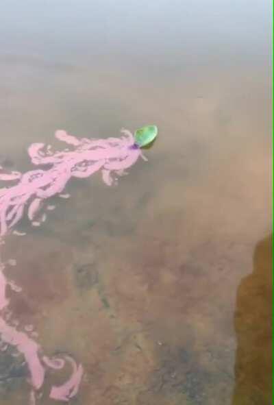 Pen ink on a leaf zooming through a puddle