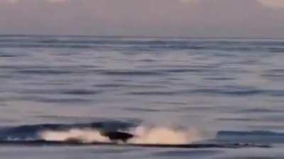 Devils rays belly flopping and flipping creating big splashes