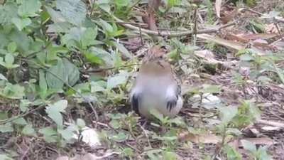 🔥 Saci. A small, common Brazilian bird with sick moves