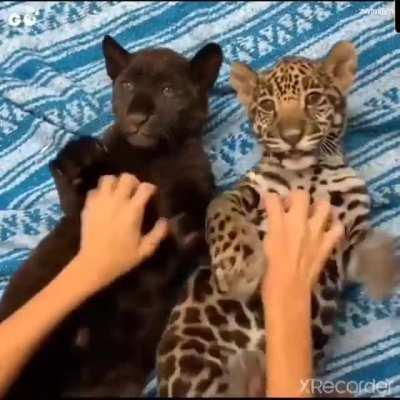 Two big baby kitties getting all the belly scritches!