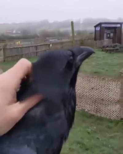 Raspy raven scritches 😌