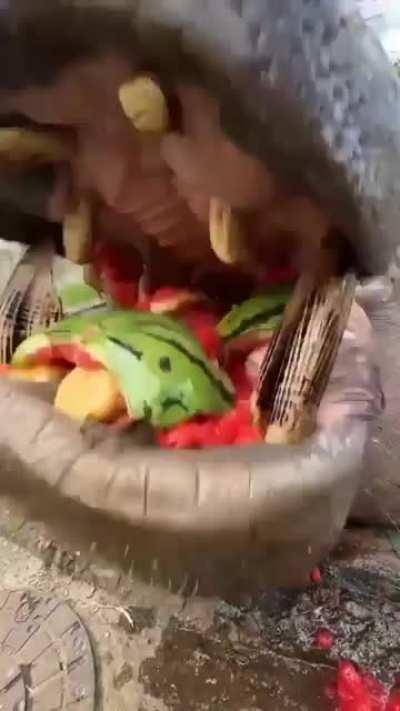 Hippo (name Komtu) eating a watermelon. (Source IG: zookeeperguy)